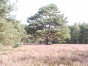 Garstedter Heide