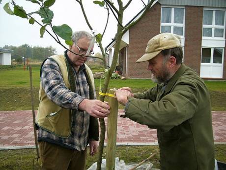 Walter Rauche und Friedel Majewski pflanzen den Apfelbaum